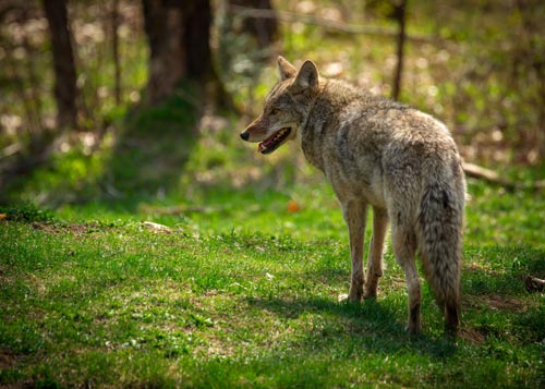 coyote in woods