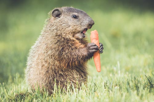 groundhog eating carrot