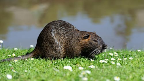 muskrats