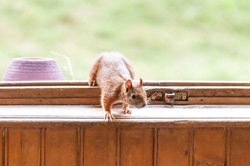 squirrel in home